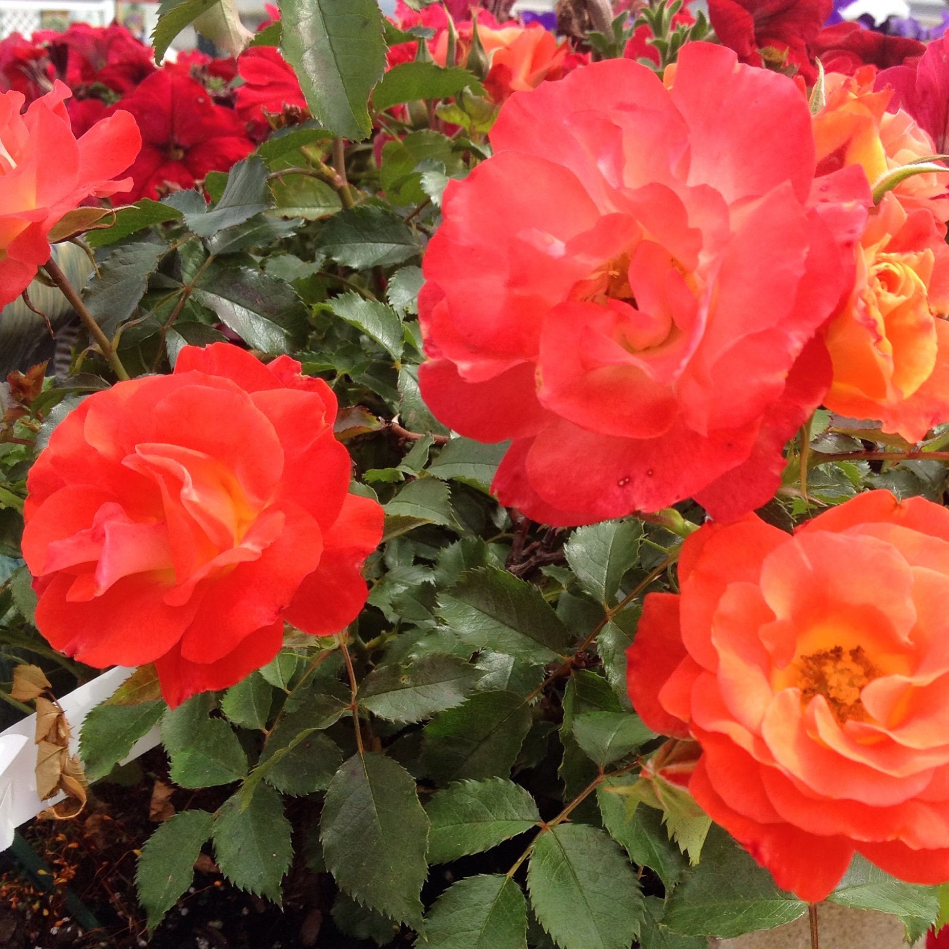 Coral Roses | Prairie View Farm Market, Inc.